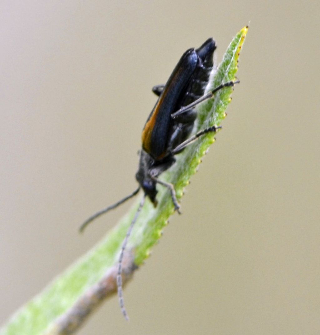 Anogcodes rufiventris